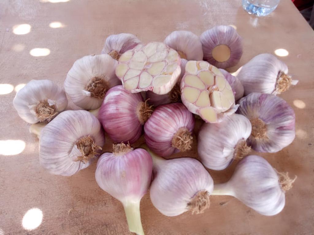 Product image - We are alshams an import and export company that offer all kinds of agriculture crops. We offer you Fresh garlic for more information contact me: Tel: 0020402544299 Cell(whats-app) 00201093042965